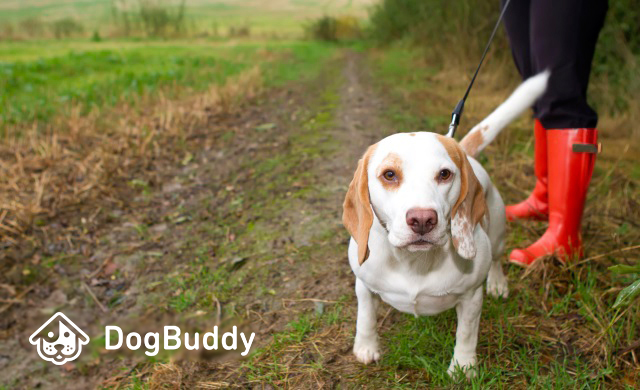 Voyages et animaux de compagnie: incompatibles?